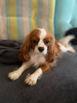 Étalon Cavalier King Charles Spaniel - Sweetie Du Temps Des Amazones