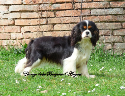 Étalon Cavalier King Charles Spaniel - Sierra de la bergerie d'argent