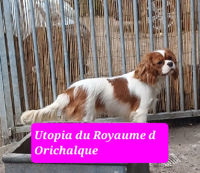 Étalon Cavalier King Charles Spaniel - Utopia du royaume d 'orichalque