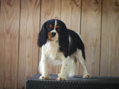 Étalon Cavalier King Charles Spaniel - Uszka mushroom pierogi Du Paradis D'Eole