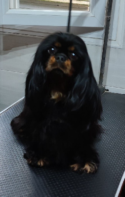 Étalon Cavalier King Charles Spaniel - CH. Sydney city Du Mont Des Crocs Blancs