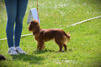 Étalon Cavalier King Charles Spaniel - Toxine exquise des Mémoires Sempiternelles