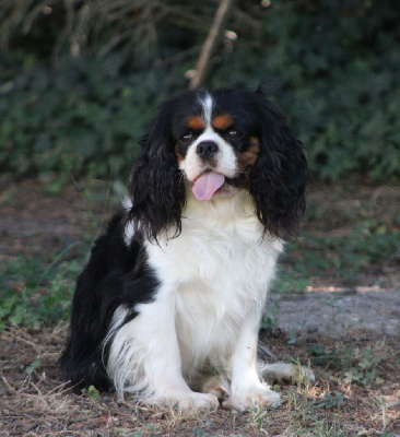 Étalon Cavalier King Charles Spaniel - Seth Du Temps Des Amazones