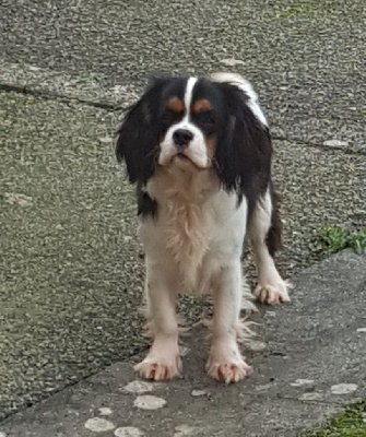 Étalon Cavalier King Charles Spaniel - Umber du haut de la Girauderie