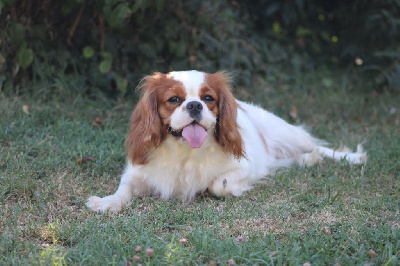 Étalon Cavalier King Charles Spaniel - Sissi Du murat