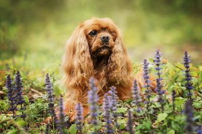 Étalon Cavalier King Charles Spaniel - Iron des verdiers des champs