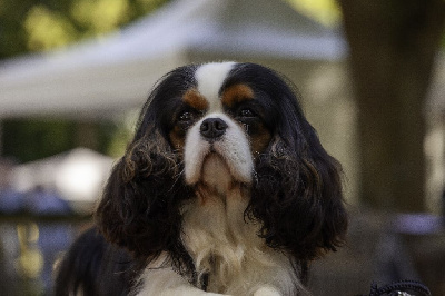 Étalon Cavalier King Charles Spaniel - CH. Union jack De la geode