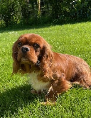 Étalon Cavalier King Charles Spaniel - Soue (Sans Affixe)