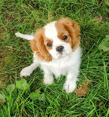 Étalon Cavalier King Charles Spaniel - Viper de la maison du ryez