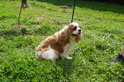 Étalon Cavalier King Charles Spaniel - Iska des joyaux de savejo