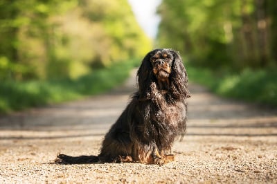 Étalon Cavalier King Charles Spaniel - Mystic Des Bouilles Du Bruly