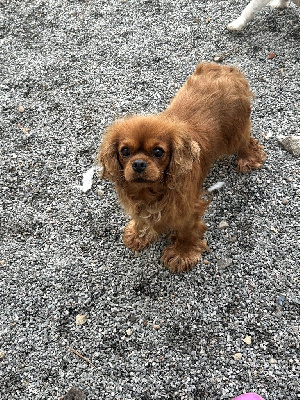 Étalon Cavalier King Charles Spaniel - Toi mon amour Du Mas Ensoleillé