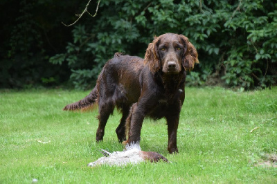 Étalon Chien d'Oysel allemand - Uria Du Val Des Houchis