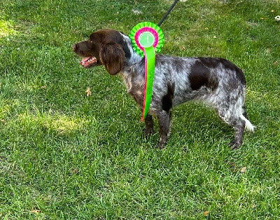 Étalon Chien d'Oysel allemand - Des Forêts Du Sud Chalonnais Tessy