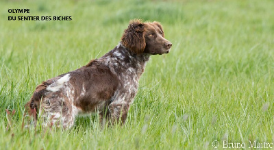 Étalon Chien d'Oysel allemand - Du Sentier Des Biches Olympe