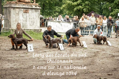 Étalon Chien d'Oysel allemand - Des Forêts Du Sud Chalonnais Tessy