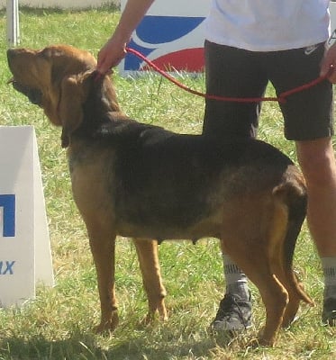 Étalon Chien de Saint-Hubert - Rosalie De la voix des ardennes