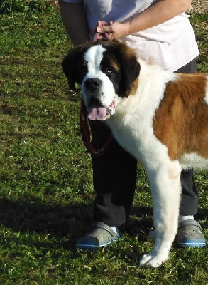 Étalon Chien du Saint-Bernard - Saina de l'ange aux papillons