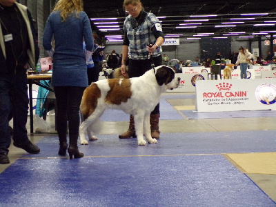 Étalon Chien du Saint-Bernard - Tajine De La Ferme De L'encelade