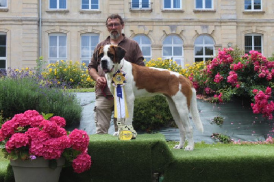 Étalon Chien du Saint-Bernard - Upsylone du val du morakopf