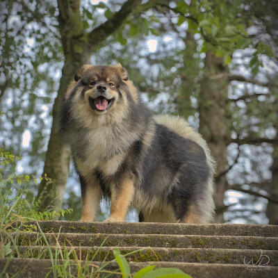 Étalon Chien finnois de Laponie - O'khelyara Uilos firien