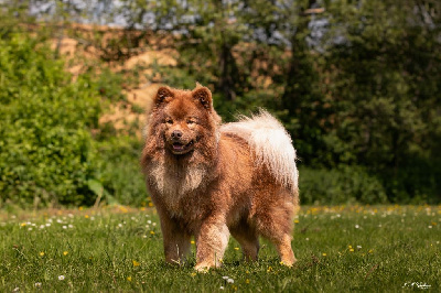 Étalon Chien finnois de Laponie - CH. O'khelyara Undomiel hadhafang}