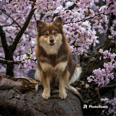 Étalon Chien finnois de Laponie - Sora Of Royal Blue Angel