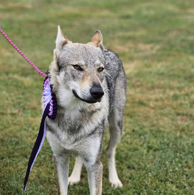 Étalon Chien-loup tchecoslovaque - Uby Des Ruby De Jade