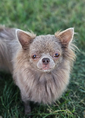 Étalon Chihuahua - Romantic queen daisy Star Pyla