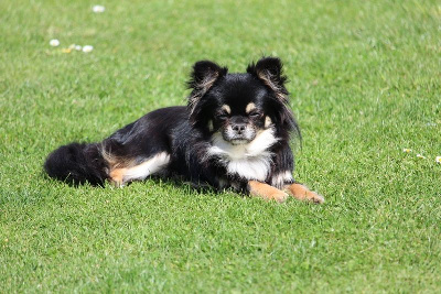 Étalon Chihuahua - Ulysse De La Cite D'esmee