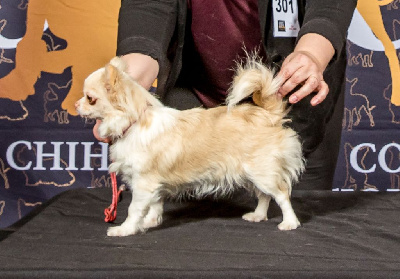 Étalon Chihuahua - Tiny galadriel des Louveteaux De Nasca