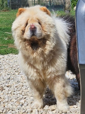 Étalon Chow Chow - The queen mary de Fu Xing