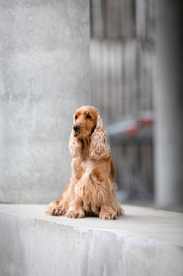 Étalon Cocker Spaniel Anglais - TR. CH. So pretty dite shanelle De kerfeuil