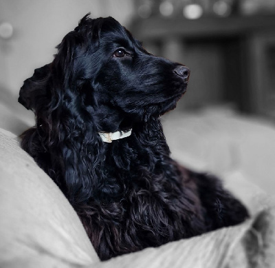 Étalon Cocker Spaniel Anglais - Venere nyx du Grand Cougnot