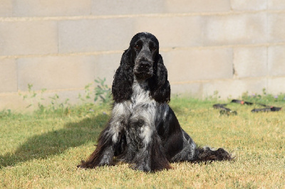 Étalon Cocker Spaniel Anglais - Turquoise bay De L'esquisse Sauvage