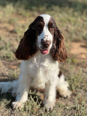 Étalon Cocker Spaniel Anglais - Uzy ragazza Du Domaine de Cors