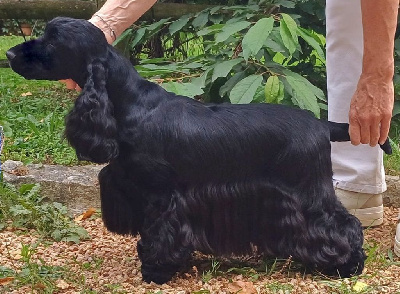 Étalon Cocker Spaniel Anglais - CH. Tellima fringe cup des Fleurs de Garrigues