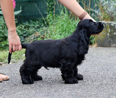 Étalon Cocker Spaniel Anglais - merrysoul Dark knight