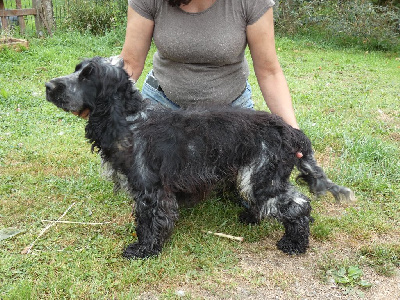 Étalon Cocker Spaniel Anglais - Ua-pou Ar Ti Marellek