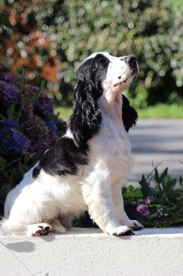 Étalon Cocker Spaniel Anglais - V'la odette des Landes d'Araize