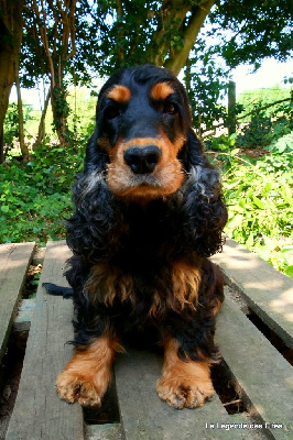 Étalon Cocker Spaniel Anglais - O'catarinetta bella de la légende des elfes