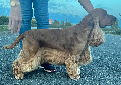 Étalon Cocker Spaniel Anglais - CH. Pastel des Fleurs de Garrigues