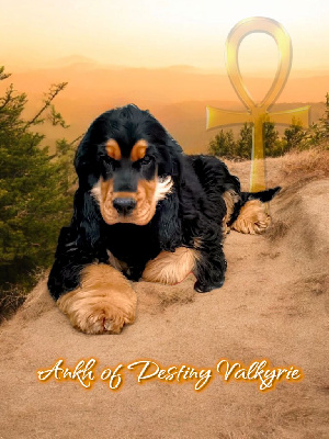 Étalon Cocker Spaniel Anglais - Ankh Of Destiny Valkyrie