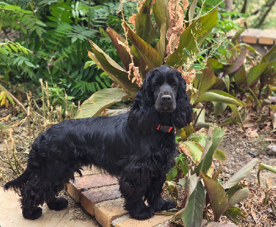 Étalon Cocker Spaniel Anglais - Up and down lyzroc Du Domaine De La Pruneraie