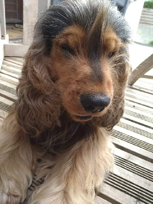 Étalon Cocker Spaniel Anglais - Ragnar des coleres de Zeus