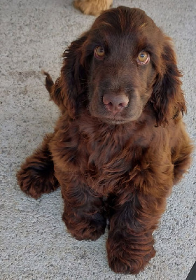 Étalon Cocker Spaniel Anglais - Urielle robyroc Du Domaine De La Pruneraie