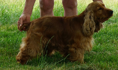 Étalon Cocker Spaniel Anglais - Pibole Des terres froides