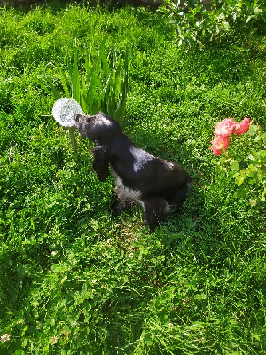 Étalon Cocker Spaniel Anglais - Teatime du Tertre de la Pommeraie