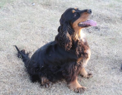 Étalon Cocker Spaniel Anglais - Sybelle Du Plo Del Bosc