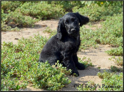 Étalon Cocker Spaniel Anglais - Vita vie dite kally De La Paume Doree O Jolicroc